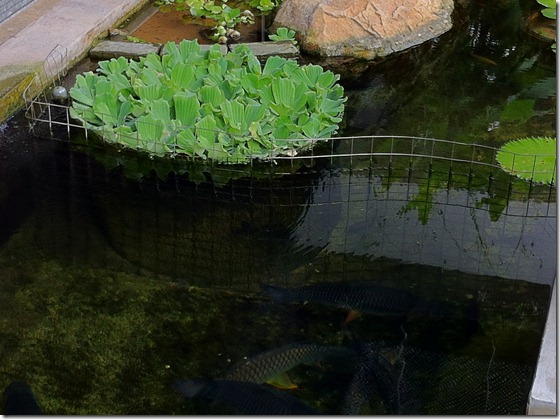 Underwater fencing to keep the large Koi out from the plant area