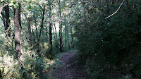 En el bosque Photo