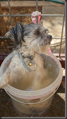 dog in bucket 004