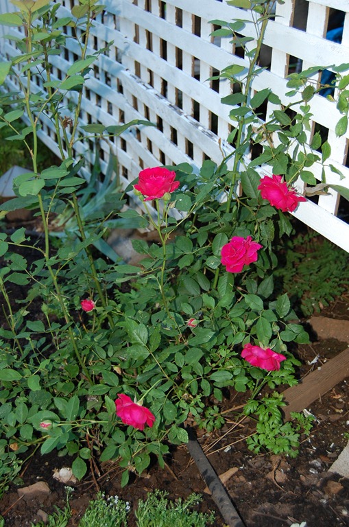 [DSC_0035%255B4%255D.jpg]