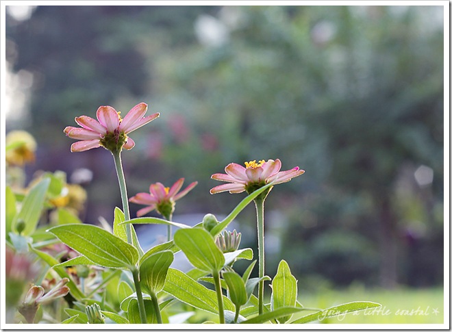 zinnia 3_edited-1