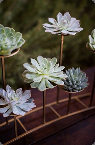 B 2 Succulents on stand heavenly blooms