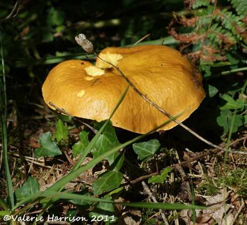 [4-fungi%255B2%255D.jpg]