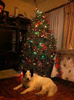 PALOMITA pasando su primera Navidad con su hermosa familia