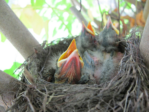 You see that there are three babies, and they look hungry!  I'm told that earthworms are a favorite food of American robins, but they also like caterpillars, beetles, and grasshoppers.