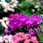IMG_6202.jpg