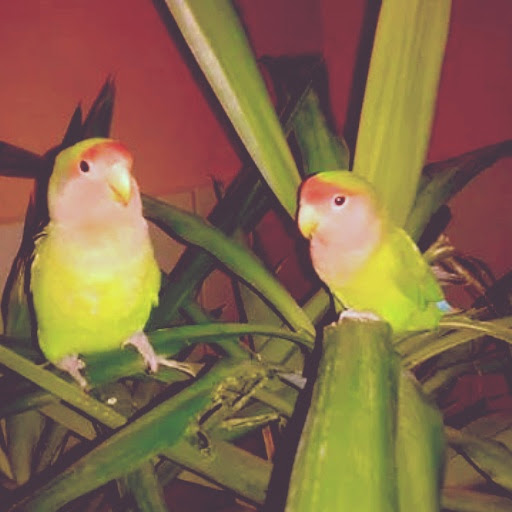 pitome papige KONTAKT