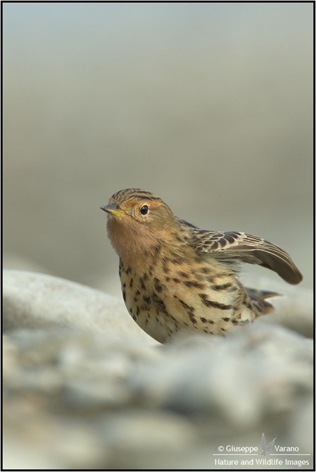 Pispola-gola-rossa---Red-Throated-Pipit-(Anthus-cervinus)-041611__DM37793