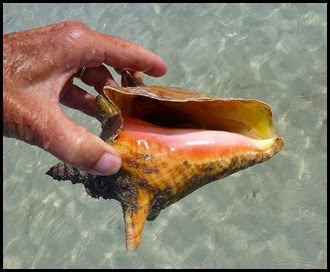 03e - Wildlife - Conchs