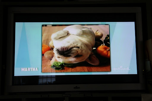 Did I just hear Martha correctly?  Sharkey, she said she wants you to pose like a turkey, too!