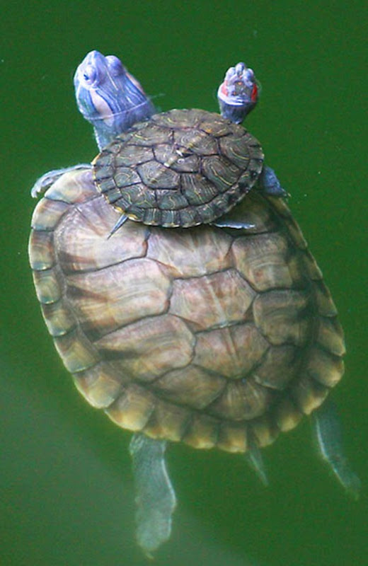 China Turtles