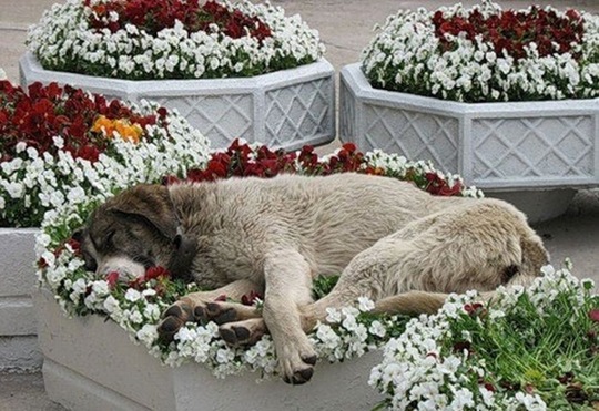 [tired-cute-animals-10%255B2%255D.jpg]