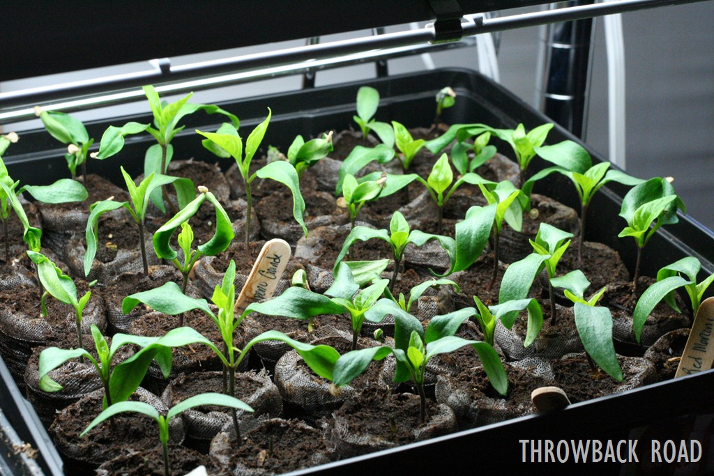 [transplanting-seedlings-0403.jpg]