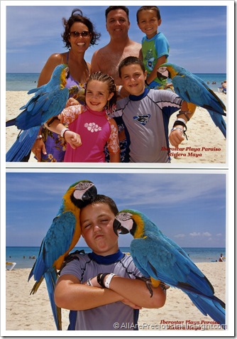 family macaw, parker macaw family macaw, parker macaw