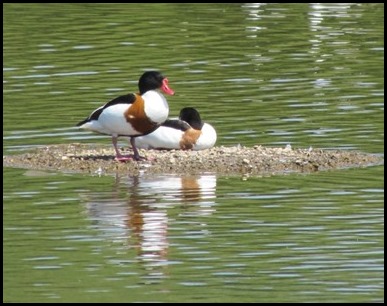 C Shell Ducks