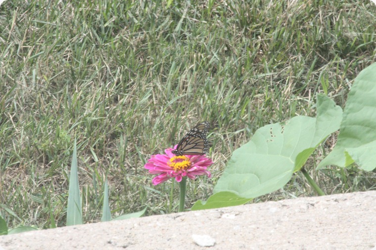 IMG_7857 IMG_7857