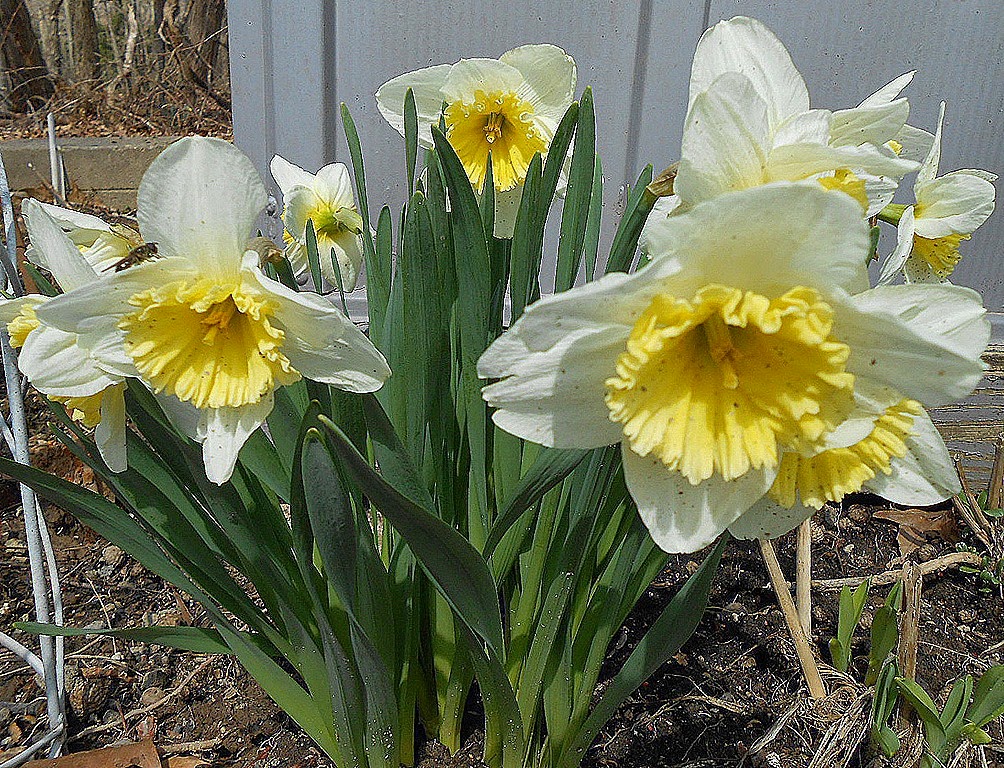 [Daffodils%255B5%255D.jpg]