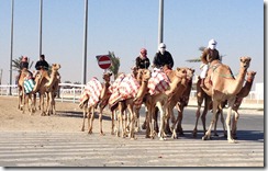 camel crossing camel crossing