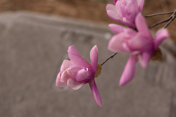 The tulip trees are blooming here in Cobb... they are great models for a photographer, so long as the wind isn't blowing...