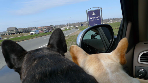 How exciting, Sharkey!  We're finally here!  Welcome to Newport, Rhode Island!