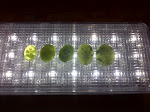 IMG-20111023-01467.jpg