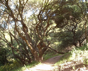 This huge project is in its infancy -- but saving this urban wilderness is worth the years of effort ahead!