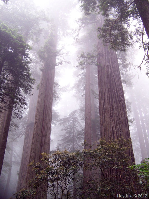 [Redwoods%2520Northern%2520Cali%2520013%255B5%255D.jpg]