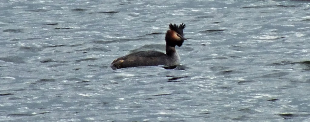 [great%2520crested%2520grebe%2520Feb%25202014%2520%25282%2529%255B2%255D.jpg]