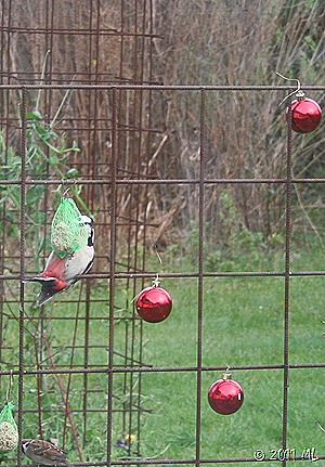 IMG_8297 IMG_8297