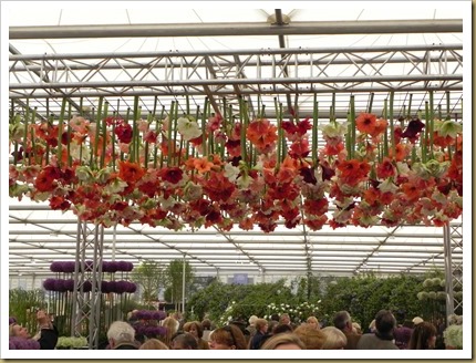 Amaryllis dangle high over our heads at the Warmenhoven stand DSCN9005