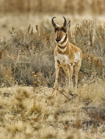 [-%2520Pronghorn_ROT8004%2520February%252018%252C%25202012%2520NIKON%2520D3S%255B3%255D.jpg]