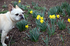Oh, I like these daffodils!  They're of a slightly smaller variety.  There are so many different varieties of daffodils, some small, some large, some yellow, and others white and even orange!