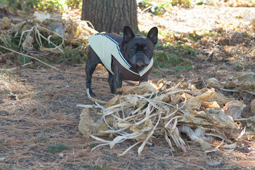 These dried leaves were once bushy hosta plants. Like many perennials, they die back to the ground for the winter. These dried leaves were once bushy hosta plants. Like many perennials, they die back to the ground for the winter.