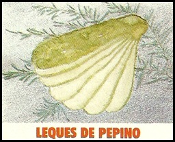 Leque de Pepino Leque de Pepino