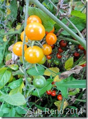 Sue Reno, Cherry Tomatoes