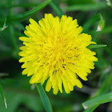 IMGP0994.JPG
