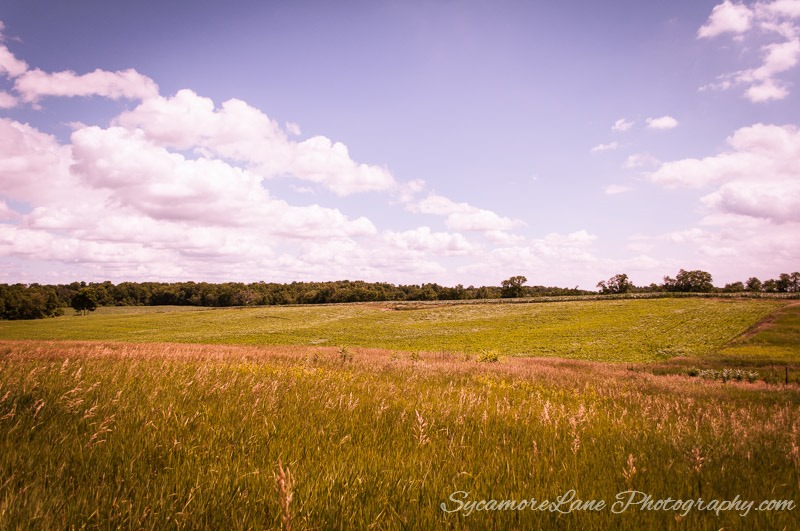 SycamoreLane Photography-field