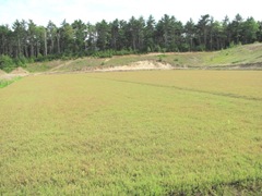 vines 1 yr old after rebuilding bog