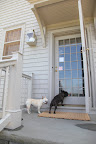 But, it's still hot in the shade!  Be careful to not over-exercise your pets, and keep them indoors when it's extremely hot.  Martha - please let us in!