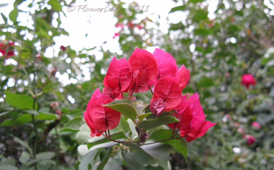 [12-09-bougainvillea%255B5%255D.jpg]