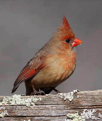 young cardinal