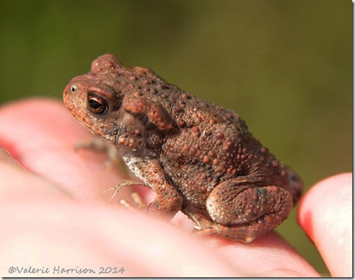 common-toad