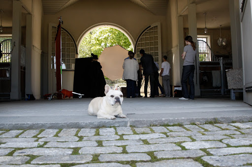 The theme of this photo shoot seems to be all about black - a white Frenchie, like me, doesn't really fit in.