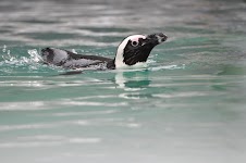 DSC_0052.JPG