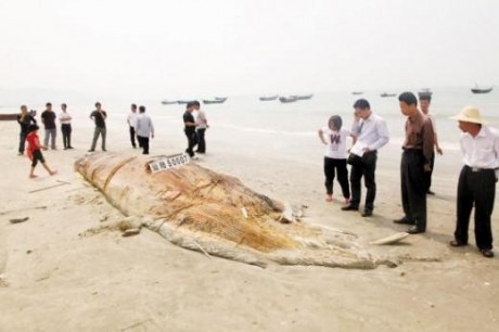 [chinafish%255B3%255D.jpg]