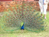 South Africa - 193.JPG