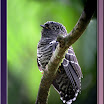 Sunda-Lesser-Cuckoo-02.jpg