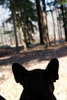 Ooh-la-la!!  Is that a squirrel I see?