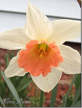 Daffodil_Peach