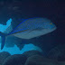 P5203543